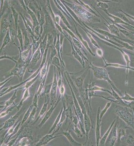 8305C人甲狀腺癌細胞主圖