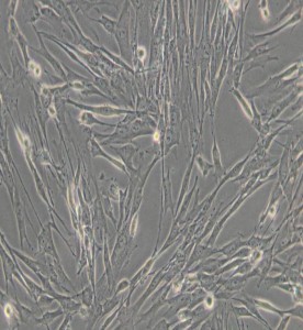 HFL1人胚肺成纖維細胞主圖