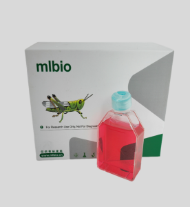 MSCs(mUCMSCs)小鼠臍帶間充質(zhì)干細胞主圖