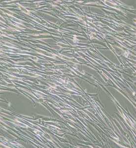 IMR-90人胚肺成纖維細(xì)胞主圖