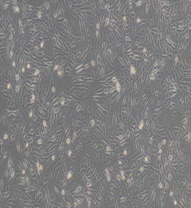 MDA-MB-231 人乳腺癌細(xì)胞(L15)主圖