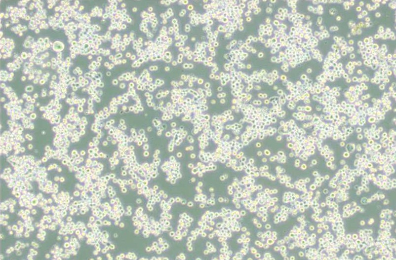 MR1中國倉鼠X小鼠B淋巴細(xì)胞雜交瘤主圖