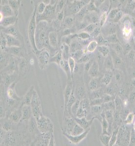 HaK敘利亞倉鼠腎細(xì)胞主圖