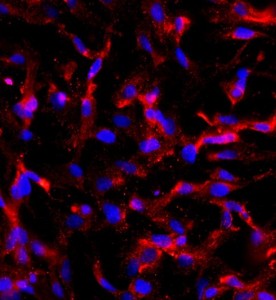 大鼠睪丸支持細(xì)胞主圖