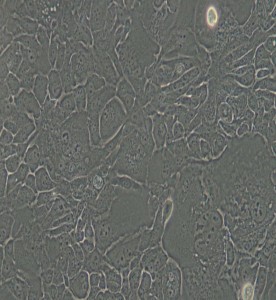 SW 1990人胰腺癌細(xì)胞(DMEM）主圖