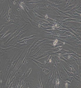 WI-38人胚肺細(xì)胞主圖