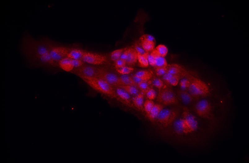小鼠胃黏膜上皮細(xì)胞主圖