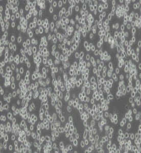 MOLT-4人急性淋巴母細(xì)胞白血病細(xì)胞主圖