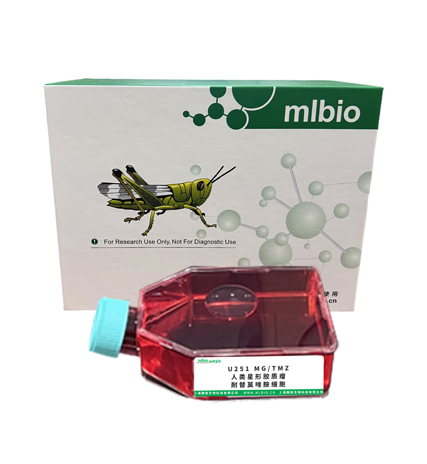 U251 MG/TMZ人類星形膠質(zhì)瘤耐替莫唑胺細胞主圖