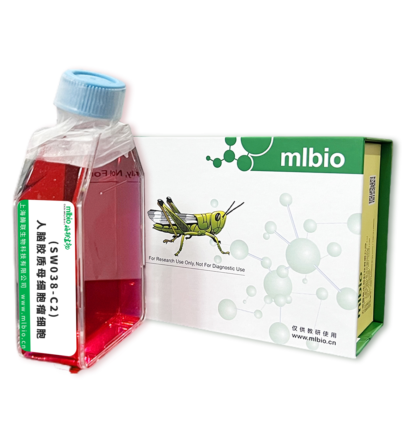 (SW038-C2)人腦膠質(zhì)母細胞瘤細胞主圖